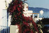 Astir of Paros 